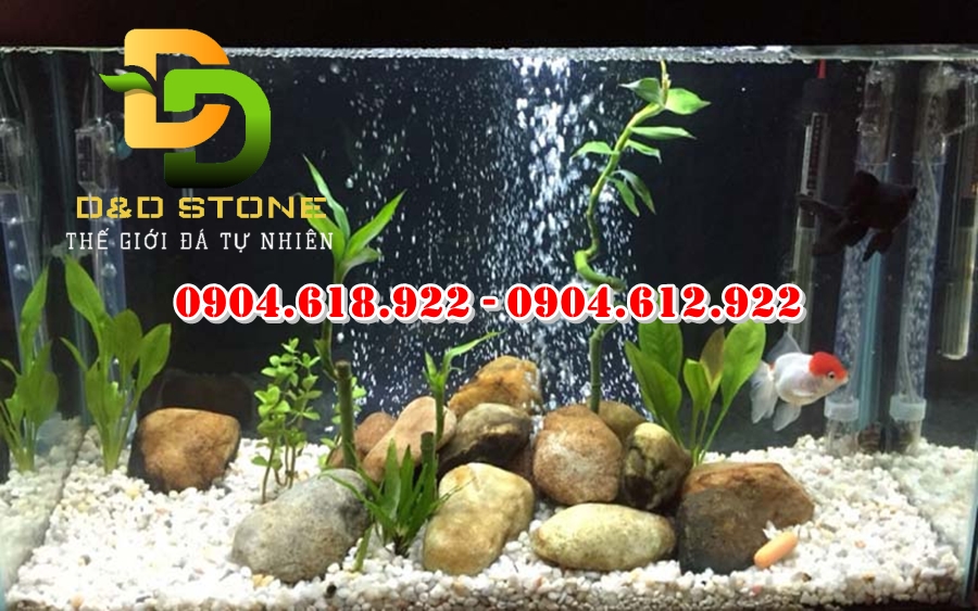 soi-trang-tri-be-ca-tai-ha-noi (5)