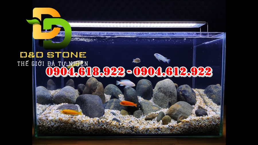 soi-trang-tri-be-ca-tai-ha-noi (6)