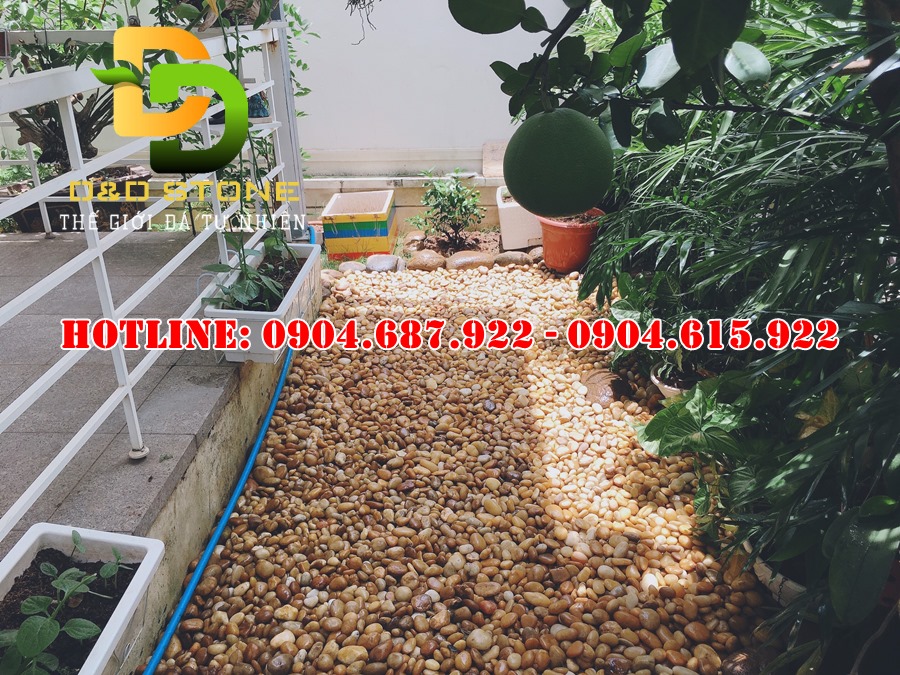 bán sỏi vàng rải sân vườn