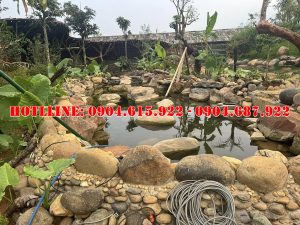 soi-da-cuoi-lam-ho-ca-koi