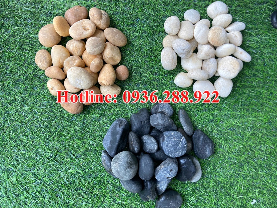 soi-vang-tu-nhien-rai-loi-di-san-vuon-tong-kho-soi-tu-nhien