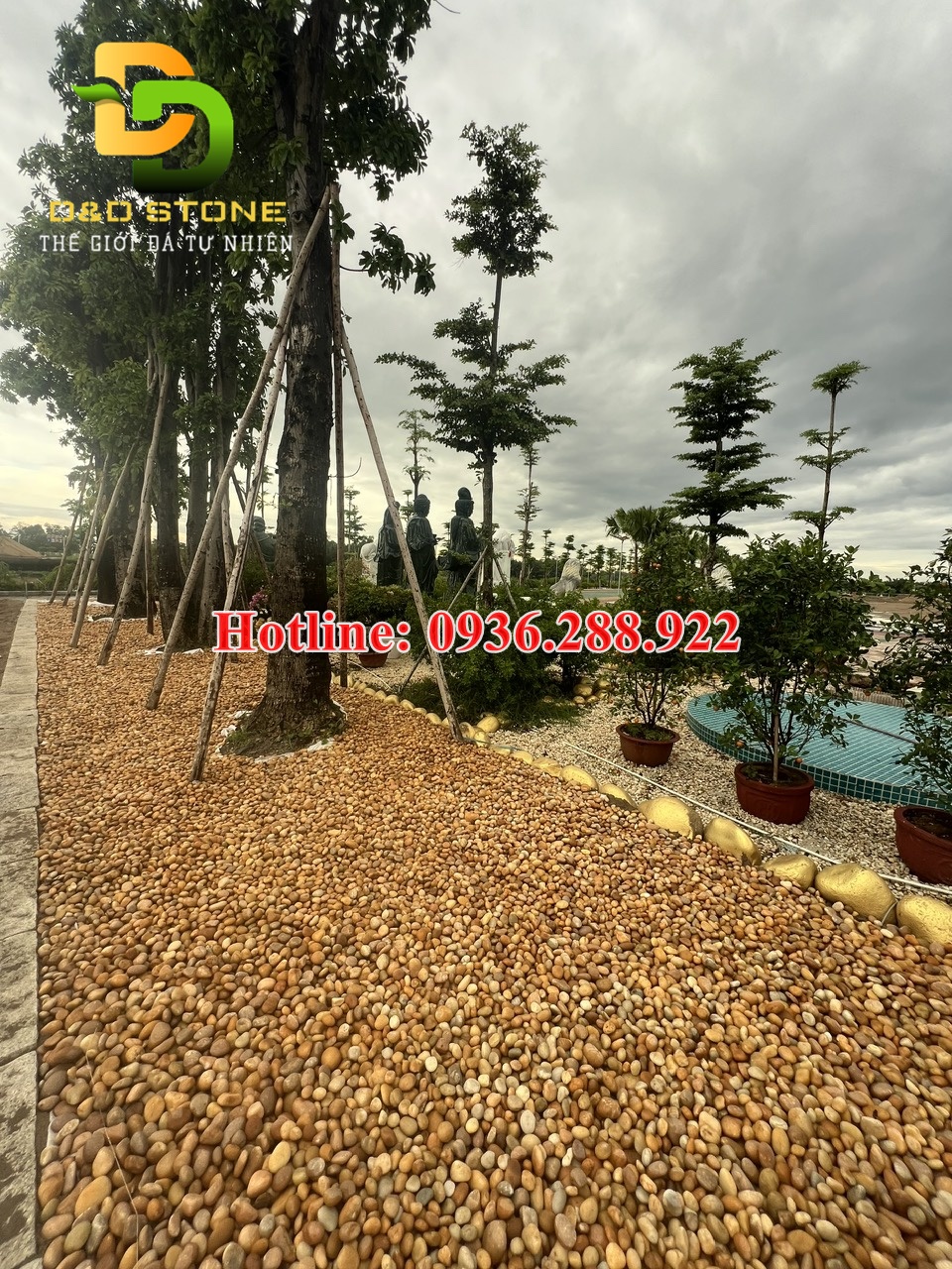 soi-vang-tu-nhien-rai-loi-di-san-vuon-tong-kho-soi-tu-nhien