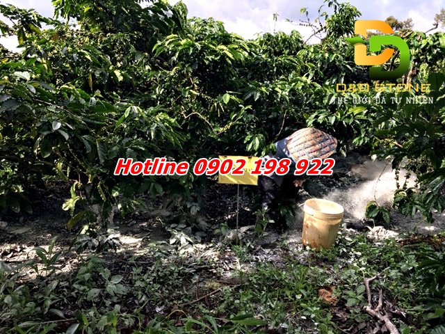 cach-bon-voi-cho-ca-fe