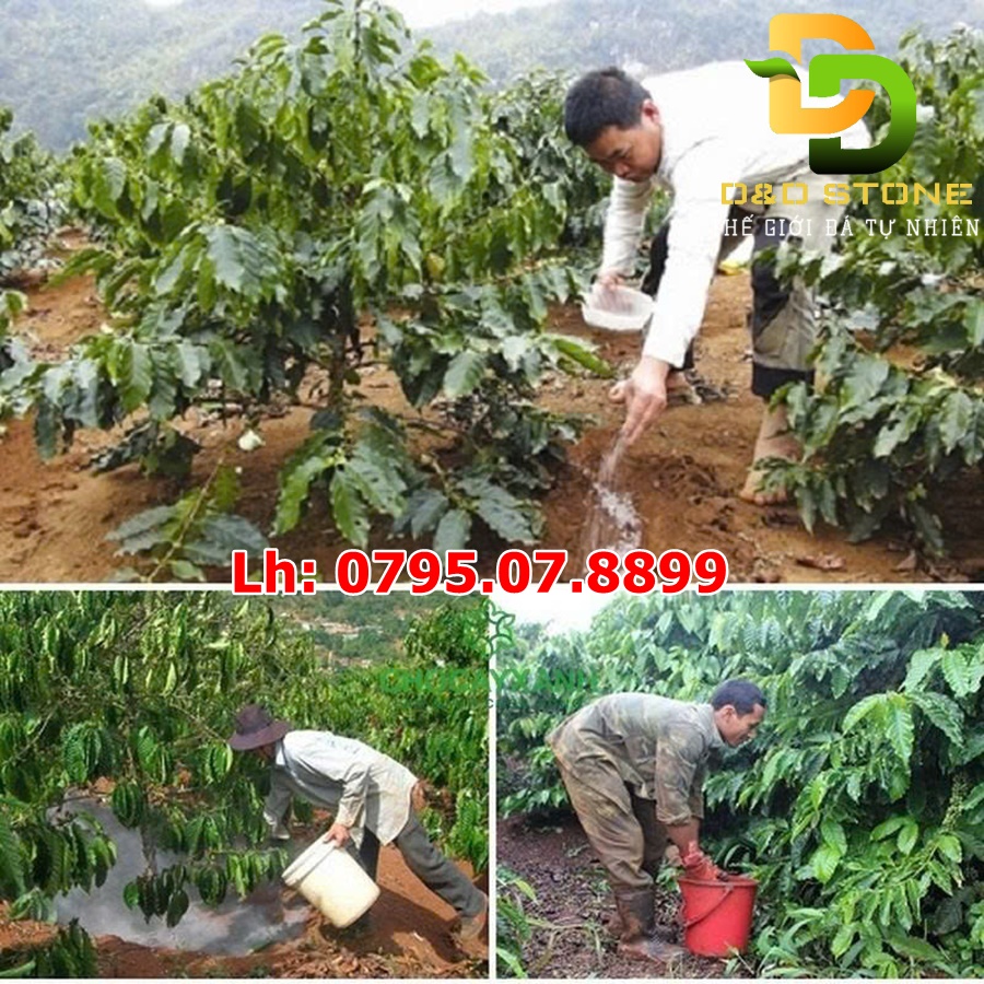 dolomite-dung-trong-cay-trồng