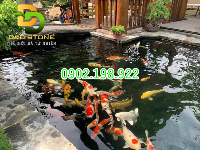 ho-ca-canh-co-dung-zeolite-duoc-khong