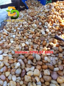 soi-vang-trang-tri-san-vuon