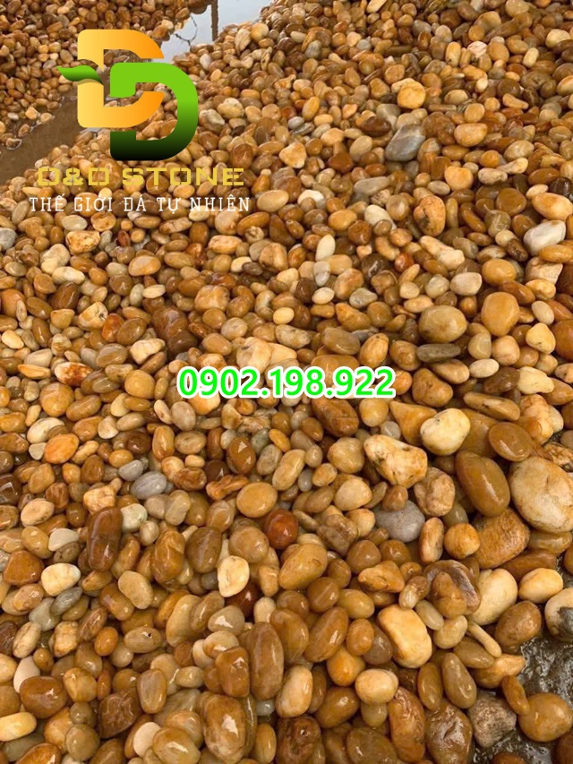 soi-trang-tri-co-nhung-loai-nao-cach-phoi-canh-dep