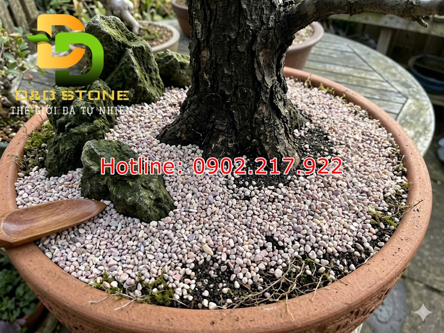 sỏi hồng trang trí rải gốc cây